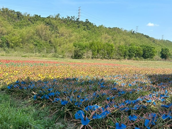 放手讓自然種鳳梨