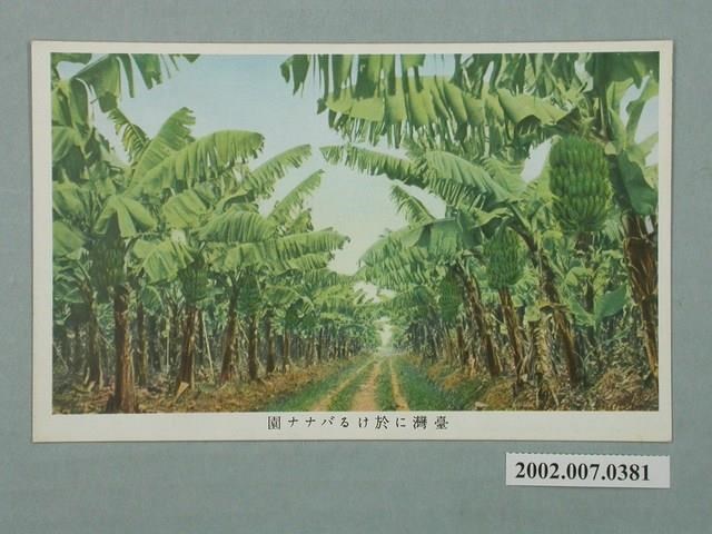 島嶼甜度計