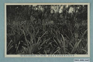 神戶光村印刷株式會社印行臺灣鳳梨罐頭株式會社農園