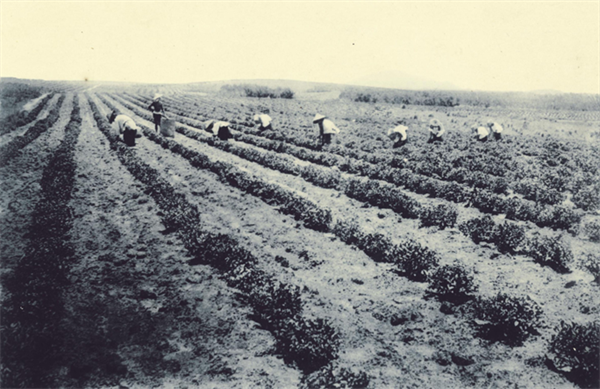 「龜」飲「山」林