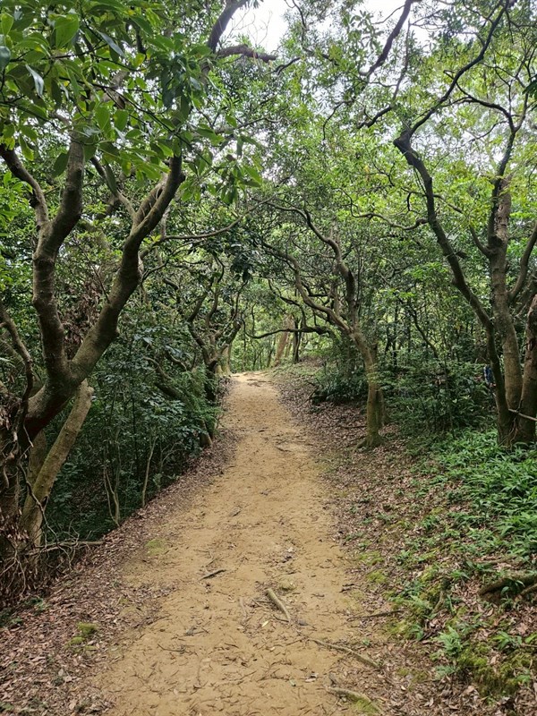 福源山的風土旅行：尋訪百年榕樹與自然記憶