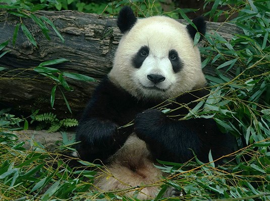 昔日的臺北市立動物園