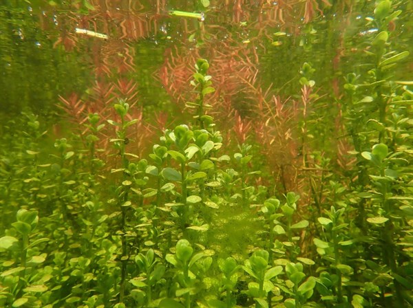 停養鱉池改造成美濃水草樂園