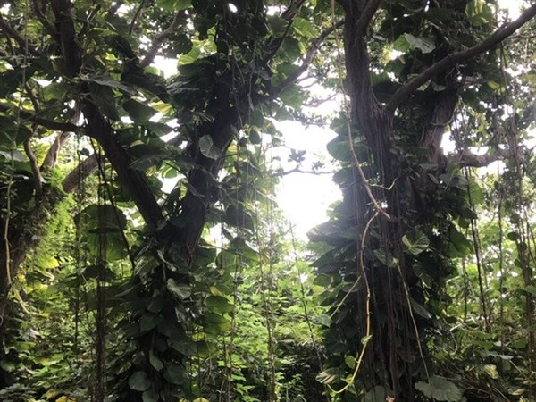 風走過的痕跡：葉影之間