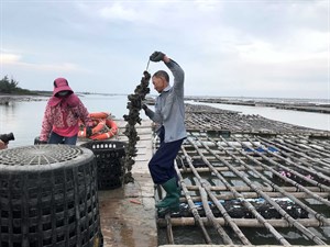 許崑山大哥的養蚵工作日常