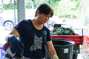 花蓮Dipit-復興無菸部落-打藍過程採訪