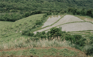 貢寮梯田