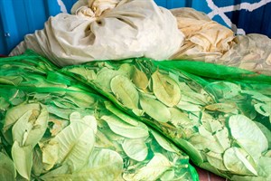 鳳林鎮花手巾植物染工坊-植物染材