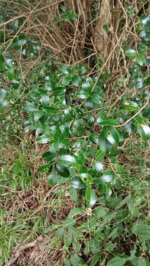 上坪溪切入頭前溪