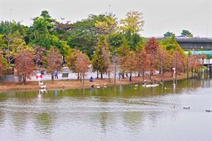 金獅湖風景區：金獅湖落羽松