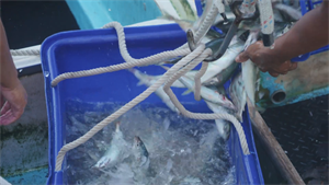 梧棲漁港漁船