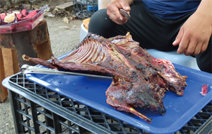 獵物。本計畫拍攝