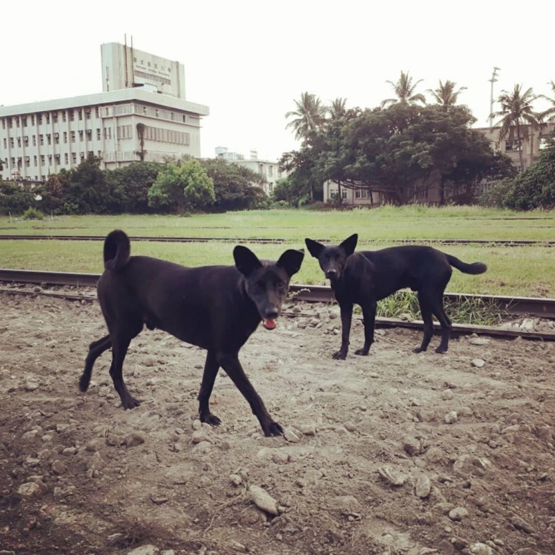 台灣棄養動物史