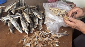 飛魚