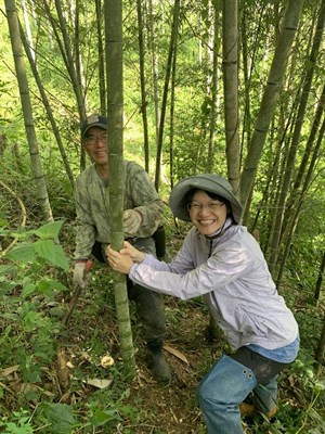 採集戽水用竹材