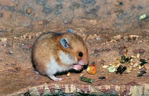 飼養倉鼠寵物之探討