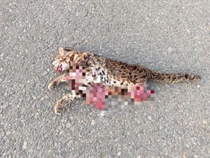 石虎路殺