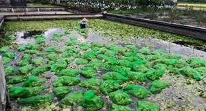 採印度莕菜的苗分享給其他濕地復育棲地