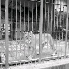 臺北圓山動物園裡的獅子