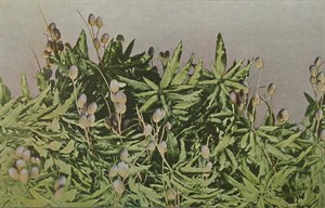臺灣名產芒果