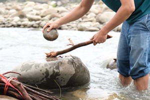 溪流技藝_魚藤捕魚