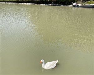明台號