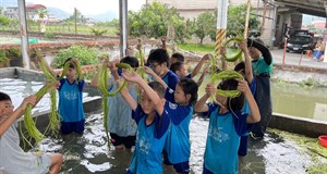 學生們體驗洗野蓮