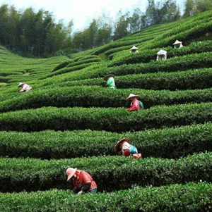 茶葉