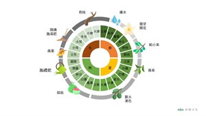 麻豆生長週期