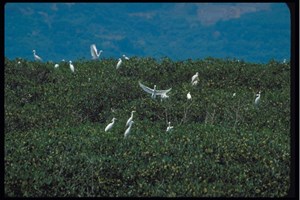 紅樹林與鷺鷥鳥