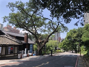 北面入口有一棵差點被砍掉的老榕樹