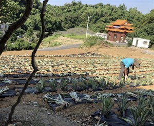 即將種植的鳳梨種苗