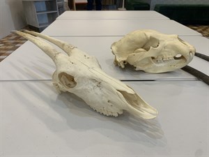 羚羊及臺灣黑熊頭骨