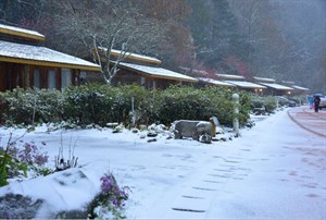 武陵農場 楓林小築 雪景