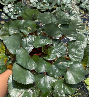 菱角