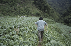 田野調查