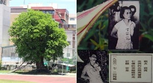 丁窈窕，一位在白色恐怖時代被中華民國殺害的媽媽，而這不過是當時遍地血腥中的冰山一角。左圖：臺南女中人權樹（金龜樹）現況，右圖：丁窈窕審判及被處決照片。