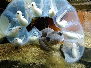 阿里山山椒魚