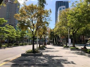 現在的中華路林蔭大道。2023