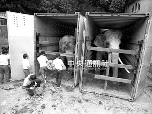 1986年10月14日，住在圓山動物園32年的大象林旺（右）和老伴馬蘭（左）被工作人員誘進鐵籠，準備運往木柵動物園。