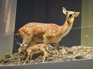 梅花鹿（タイワンジカ）