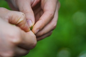 花蓮Dipit-復興無菸部落-採木藍