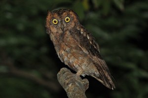 蘭嶼角鴞(Otus elegans botelensis)