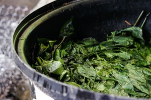 花蓮Dipit-復興無菸部落-打藍