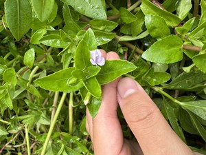 紫蘇草