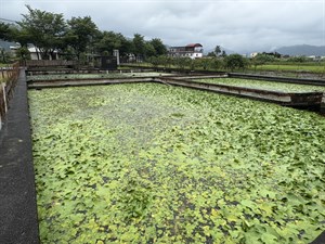 曾經龜裂、雜草叢生的土壤，如今綠意盎然，佈滿了印度莕菜