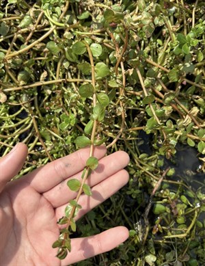 圓葉節節菜