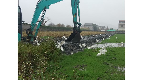 白鷺鷥若會講話	