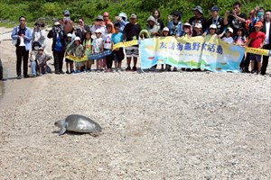 幫助海龜回家