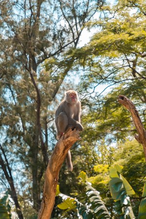 新竹市立動物園 臺灣獼猴